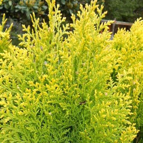 Thuja Occidentalis Aurea Nana Plant Wholesale Floraccess