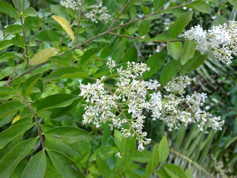 Chinese Privet A Relentless Invasive — Nashville Tree Conservation Corps