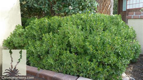 Japanese Boxwood Buxus Microphylla Japonica Civano Nursery