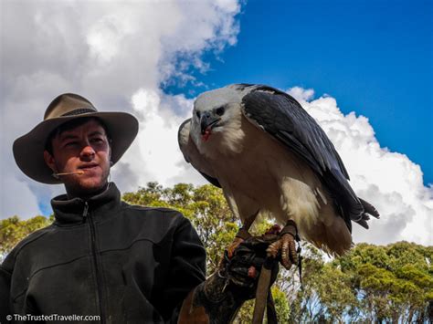 Our Top 4 Kangaroo Island Wildlife Experiences