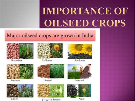 Imp oil crops | PPT