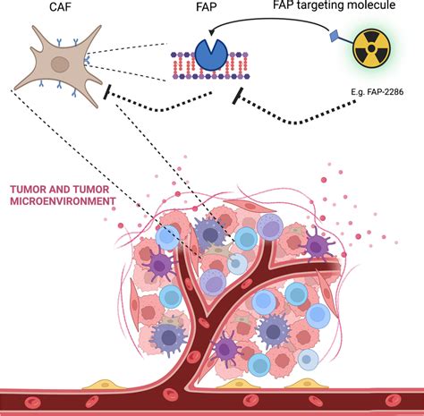 Cancer Associated Fibroblast In The Tumor Microenvironment CAF