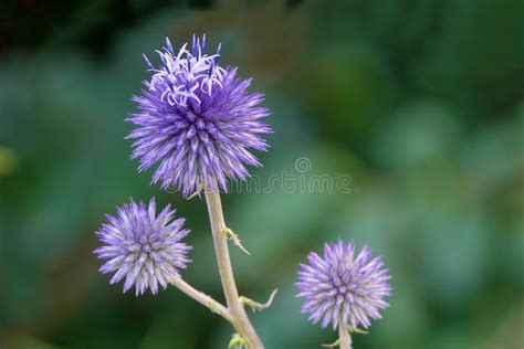 Echinops Flowers Stock Image Image Of Echinops Nature 98112899