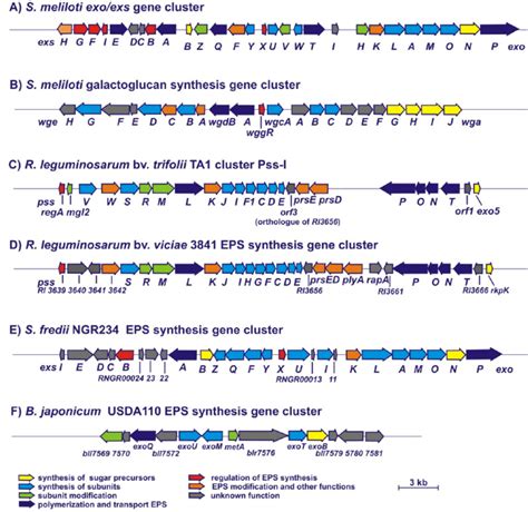 Genetic Organization Of Eps Synthesis Gene Clusters In S Meliloti A