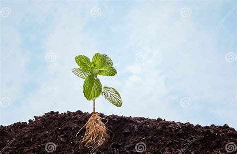 Mint Plant In Soil With Visible Root Stock Image Image Of Fresh