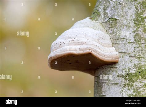 Birch Polypore Fungus Piptoporus Betulinus On Birch Tree Stock Photo