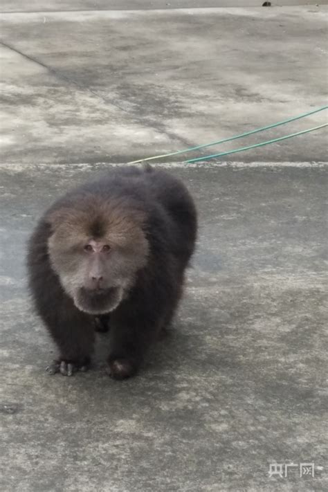 江西湖口：首次发现野生藏酋猴央广网