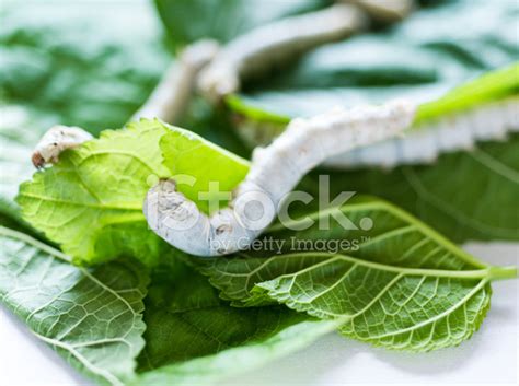 Silkworm Stock Photo Royalty Free Freeimages