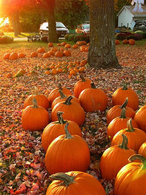 Pumpkin Patch Pictures, Photos, and Images for Facebook, Tumblr ...