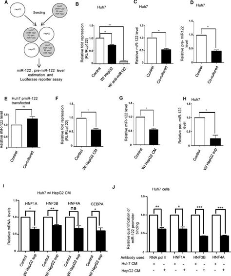 Hepg2 Cells Secrete Factors To Reduce Expression Of Mir 122 In Hepatic