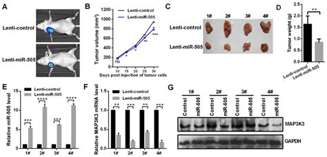 Mir‑505 Inhibits Cell Growth And Emt By Targeting Map3k3 Through The