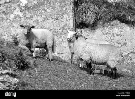 Sheep West Cork Black And White Stock Photos And Images Alamy