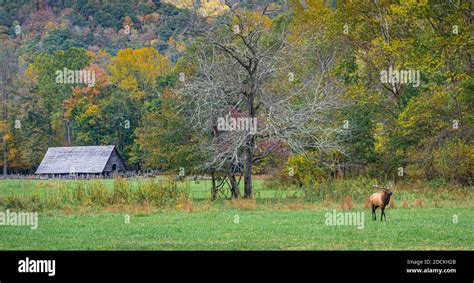 Bull Elk Near The Oconaluftee Visitors Center In Great Smoky Mountains