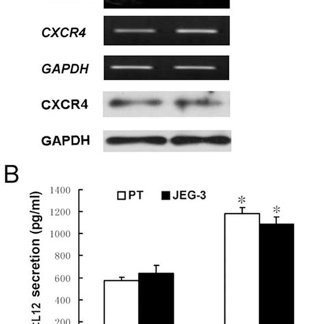 The Mrna Expression Of Cxcl And Cxcr In Primary Human Trophoblast