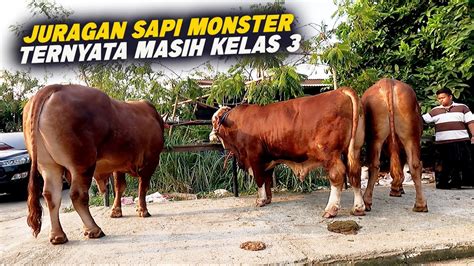 Kelas Sma Sudah Jadi Peternak Sapi Aset Ratusan Juta Aofa Farm