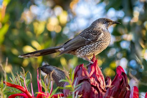 South Coast Nsw Birds Australias Wonderful Birds