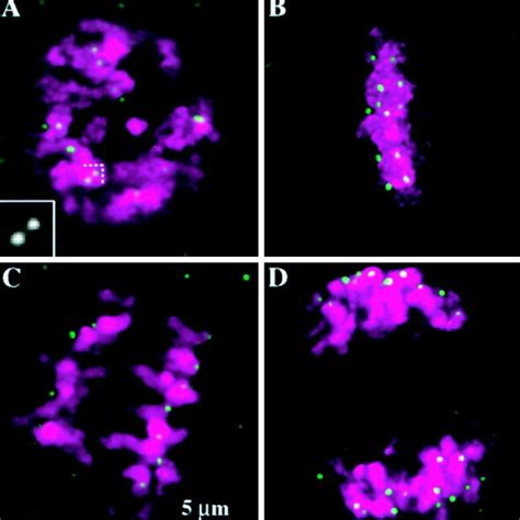 Mitotic Chromosome Segregation In Afd1 Root Tip Cells All Images Are