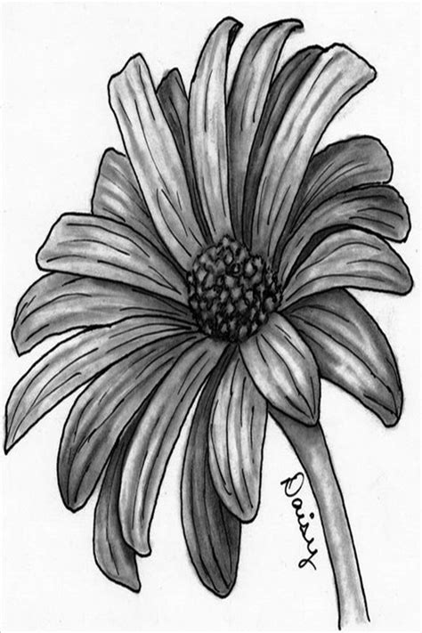 50 Easy Flower Pencil Drawings For Inspiration