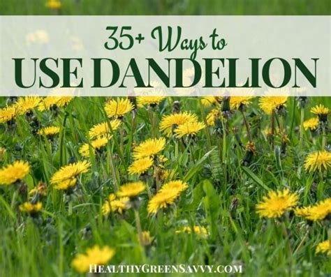 35 Cool Ways To Eat Dandelions