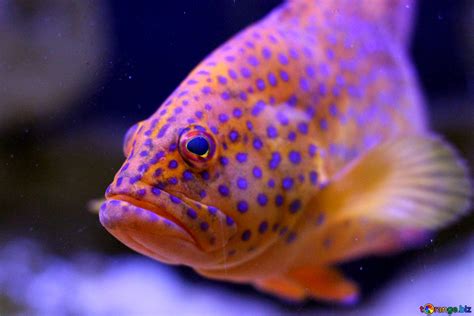 A Spotty Orange Fish Fancy Picture Free Image № 53859