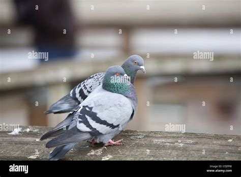 Two Pigeons Hi Res Stock Photography And Images Alamy