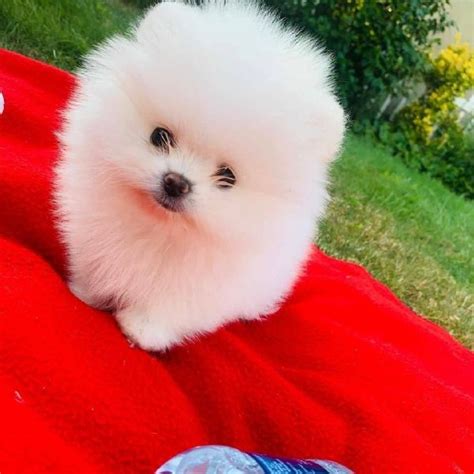 Regalo Cucciolo Volpino Pomerania Da Volontario A Regalo Volpino