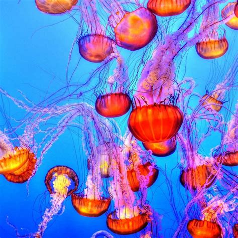 Jellyfish Underwater Swimming iPad Wallpapers Free Download