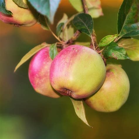 Dorsett Golden Apple Tree Plants Bulbs And Seeds At