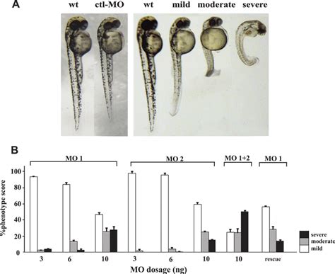 Morpholino Mediated Knockdown Of Ptmab Expression Results To