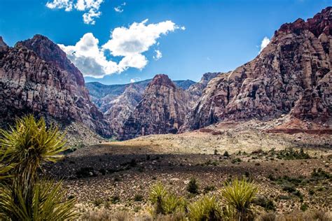 Nevada Desert Red Rock Canyon Stock Photo Image Of Summer Cactus