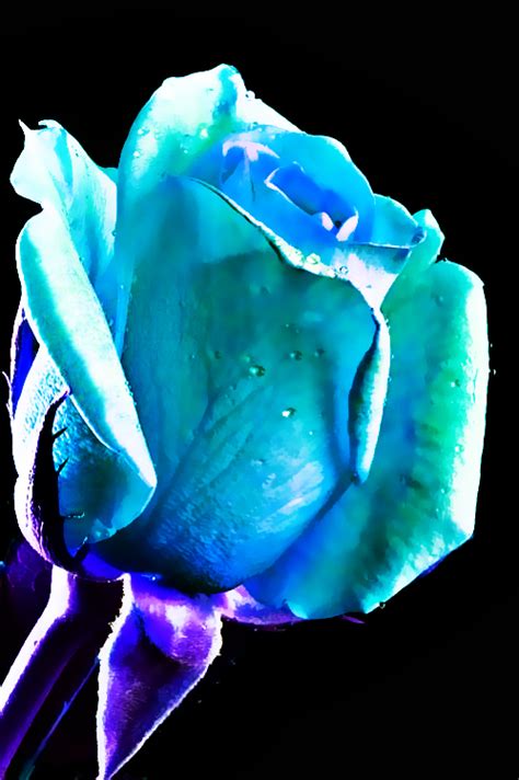 A Blue Rose By Danna603 On Deviantart