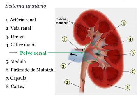 Histologia Medicina Veterinária Sistema Urinário