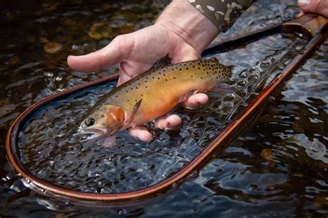 Rio Grande Cutthroat Trout Western Native Trout Initiative