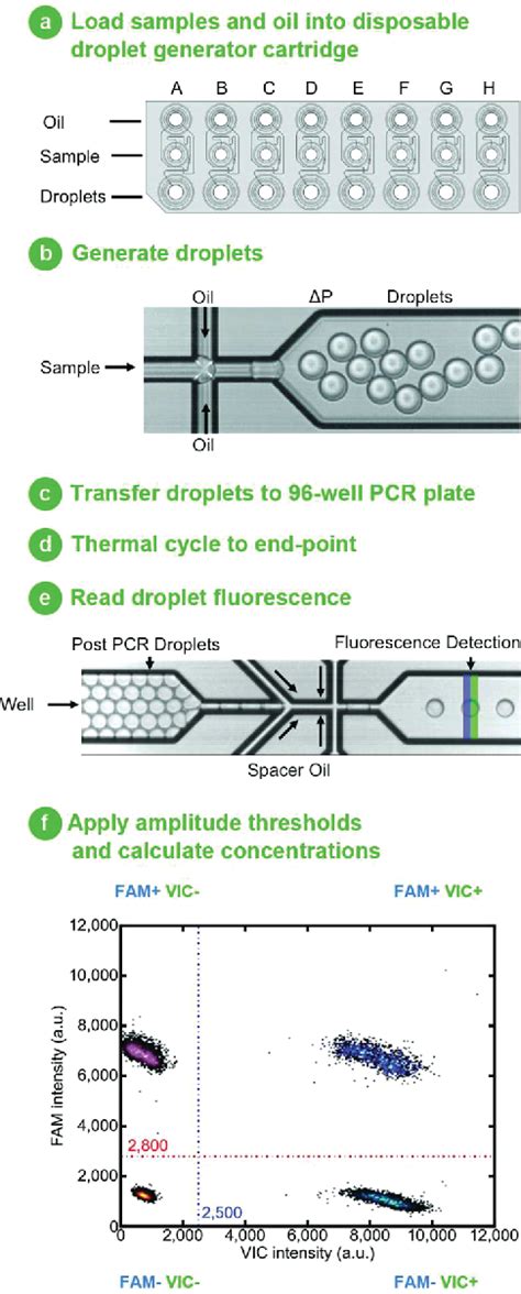 Figure 1 From High Throughput Droplet Digital PCR System For Absolute