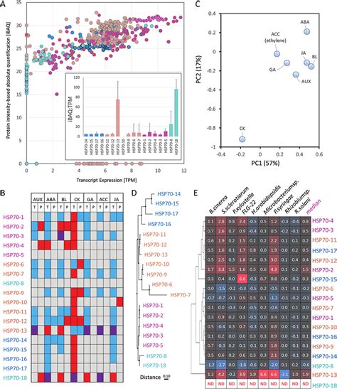 Transcriptional And Translational Control Of Hsp A Gene Expression