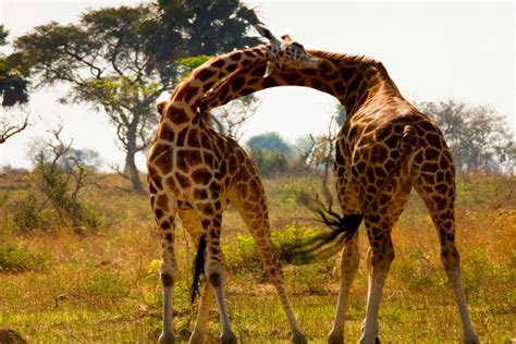 Wildlife In Murchison Falls National Park Everything You Need To Know