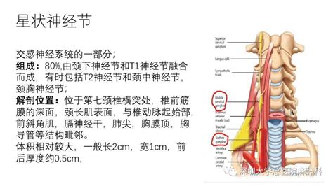 星状神经节体表定位图 千图网