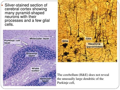 Histology Of Nerve System White Matter Glial Cells System