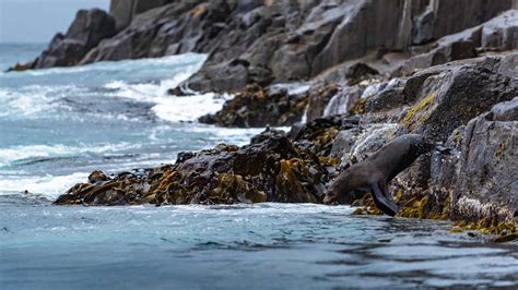 Forecast for Tasman Sea spells danger for marine life