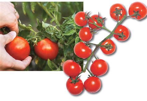 Quoet Come Coltivare Pomodori In Vaso Per Illuminare Il Tuo Spazio D1p