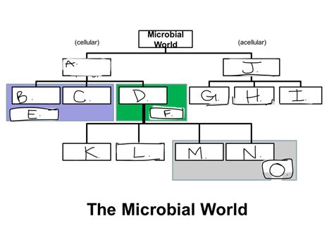 The Microbial World Diagram Diagram Quizlet