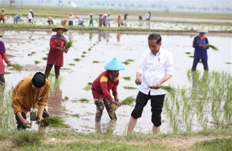 Presiden Jokowi Tanam Padi Dan Kunjungi Pasar Tradisional Sambonggede