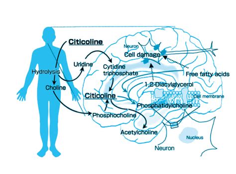 Citicoline Sodium Bulk Powder Manufacturer | Cima Science