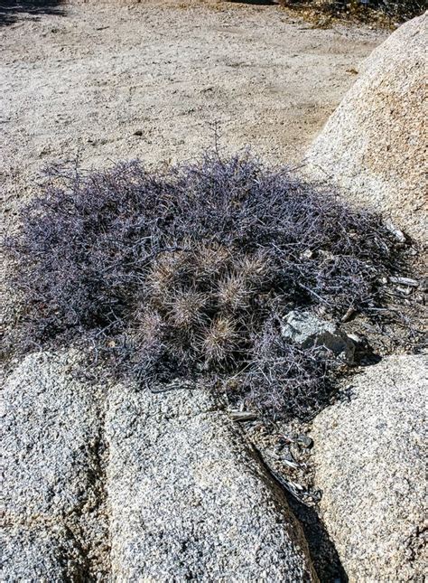 Strawberry Hedgehog Cactus Echinocereus Engelmannii A Group Of