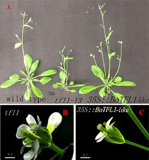 Comparison Of Floral Morphologies Of Wild Type Tfl Mutant And