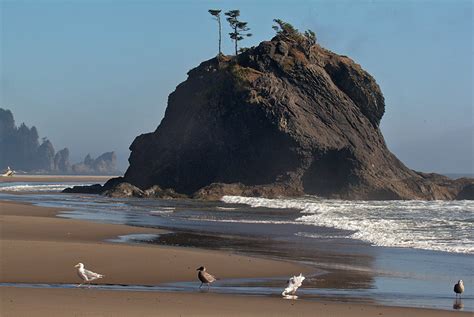 The Locals. Seagulls walking on the wet sand of Second Beach. Second ...