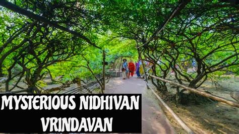 Nidhivan Vrindavan Nidhivan Ka Rahasya I Nidhivan