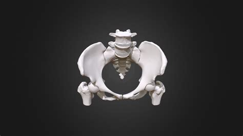 Female Pelvis Download Free 3d Model By Cusm Infocommons Cusm [9596141] Sketchfab