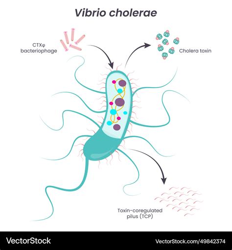 Vibrio Cholerae Diagram Royalty Free Vector Image