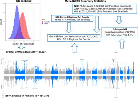 Beyond Apples And Pears Sex Specific Genetics Of Body Fat Percentage PMC